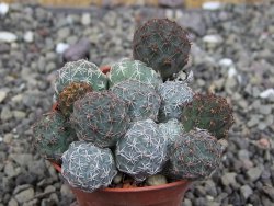 Puna bonniae pot 5,5 cm - 12408332