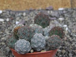Puna bonniae pot 5,5 cm - 12408333