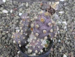 Tephrocactus molinensis La Merced Salta pot 5,5 cm - 12408342