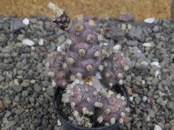 Tephrocactus molinensis La Merced Salta pot 5,5 cm - 12408343