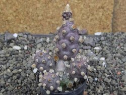 Tephrocactus molinensis La Merced Salta pot 5,5 cm - 12408344