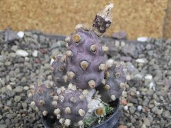 Tephrocactus molinensis La Merced Salta pot 5,5 cm - 12408345
