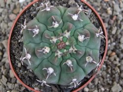 Gymnocalycium vatteri unguispinum, pot 6,5 cm - 12408346
