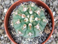 Gymnocalycium vatteri unguispinum, pot 6,5 cm - 12408354