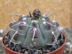 Gymnocalycium vatteri, pot 6,5 cm - 12408362