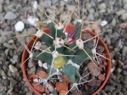 Ferobergia variegata semenáč, pot 5,5 cm - 12408383
