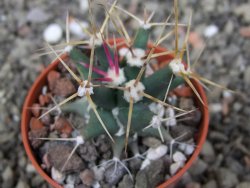 Ferobergia variegata semenáč, pot 5,5 cm - 12408385