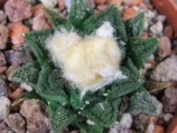 Ariocarpus fissuratus hintonii Matehuala pot 6,5 cm Cites IA - 12408407