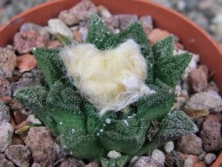 Ariocarpus fissuratus hintonii Matehuala pot 6,5 cm Cites IA - 12408408