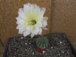Echinopsis hybrid pot 5,5 cm - 12408414