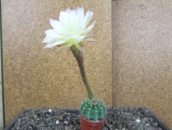 Echinopsis hybrid pot 5,5 cm - 12408416