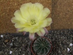 Echinopsis hybrid pot 5,5 cm - 12408418