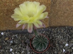Echinopsis hybrid pot 5,5 cm - 12408420