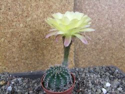 Echinopsis hybrid pot 5,5 cm - 12408422