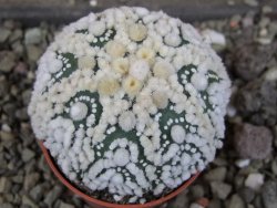 Astrophytum Hanazano Kabuto Star Shape, pot 5,5 cm - 12408437