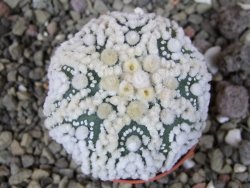 Astrophytum Hanazano Kabuto Star Shape, pot 5,5 cm - 12408438