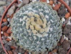 Ariocarpus kotschoubeyanus albiflorus Tula pot 6,5 cm