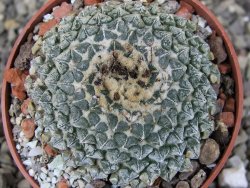 Ariocarpus kotschoubeyanus albiflorus Tula pot 6,5 cm