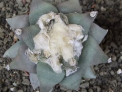 Ariocarpus furfuraceus L 9 cm - 12408548