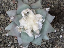 Ariocarpus furfuraceus L 9 cm - 12408549