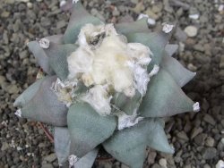 Ariocarpus furfuraceus L 9 cm