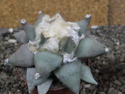 Ariocarpus furfuraceus L 9 cm - 12408551