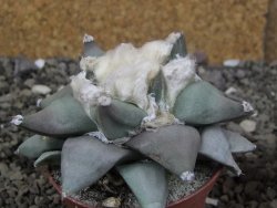 Ariocarpus furfuraceus L 9 cm - 12408552