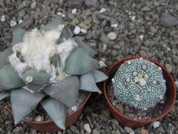 Ariocarpus furfuraceus L 9 cm - 12408553