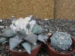 Ariocarpus furfuraceus L 9 cm - 12408554