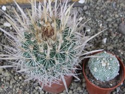 Echinofossulocactus erectocentrus Comone XL, květináč 6,5 cm - 12408559