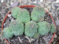 Tephrocactus subteraneus Quiaca, pot 6,5 cm