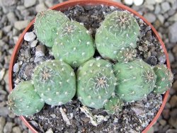 Tephrocactus subteraneus Quiaca, pot 6,5 cm - 12408582