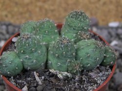 Tephrocactus subteraneus Quiaca, pot 6,5 cm - 12408583