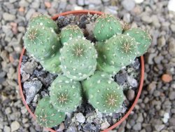 Tephrocactus subteraneus Quiaca, pot 6,5 cm - 12408584