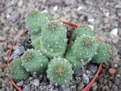 Tephrocactus subteraneus Quiaca, pot 6,5 cm