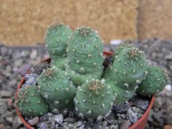 Tephrocactus subteraneus Quiaca, pot 6,5 cm - 12408586