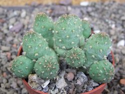 Tephrocactus subteraneus Quiaca, pot 6,5 cm - 12408587
