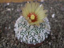 Astrophytum Hanazano Kabuto Star Shape, pot 5,5 cm - 12408595