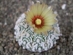 Astrophytum Hanazano Kabuto Star Shape, pot 5,5 cm - 12408596