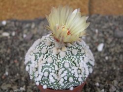 Astrophytum Hanazano Kabuto Star Shape, pot 5,5 cm - 12408597