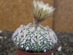 Astrophytum Hanazano Kabuto Star Shape, pot 5,5 cm - 12408598