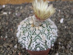 Astrophytum Hanazano Kabuto Star Shape, pot 5,5 cm - 12408599