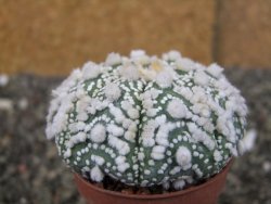 Astrophytum Hanazano Kabuto Star Shape, pot 5,5 cm - 12408601
