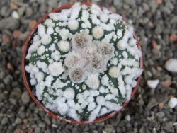 Astrophytum Hanazano Kabuto Star Shape, pot 5,5 cm - 12408602