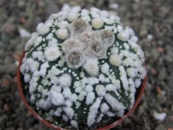 Astrophytum Hanazano Kabuto Star Shape, pot 5,5 cm - 12408603