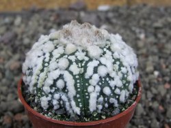 Astrophytum Hanazano Kabuto Star Shape, pot 5,5 cm - 12408604