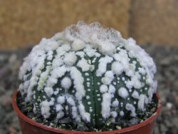 Astrophytum Hanazano Kabuto Star Shape, pot 5,5 cm