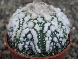 Astrophytum Hanazano Kabuto Star Shape, pot 5,5 cm - 12408606