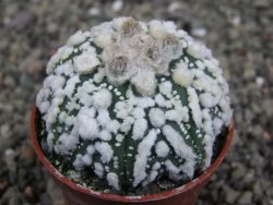 Astrophytum Hanazano Kabuto Star Shape, pot 5,5 cm - 12408607