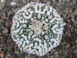 Astrophytum Hanazano Kabuto Star Shape, pot 5,5 cm - 12408608